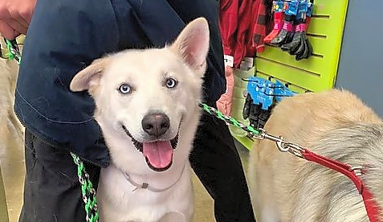 6 delightful doggies to adopt now in San Francisco