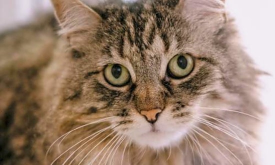 These San Jose-based felines are up for adoption and in need of a good home