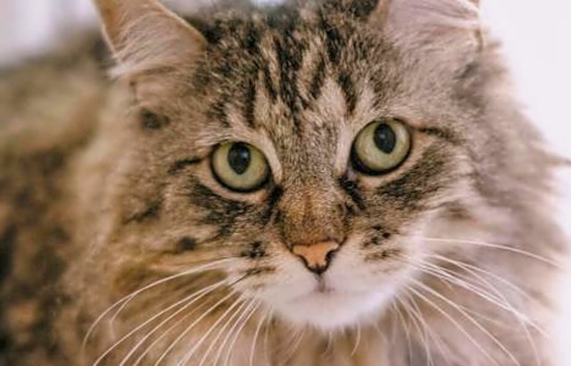 These San Jose-based felines are up for adoption and in need of a good home