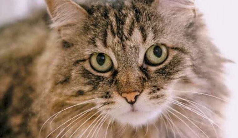 These San Jose-based felines are up for adoption and in need of a good home