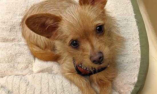 6 delightful doggies to adopt now in Portland