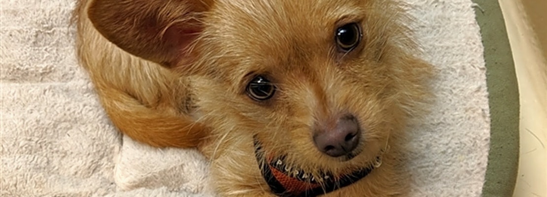 6 delightful doggies to adopt now in Portland