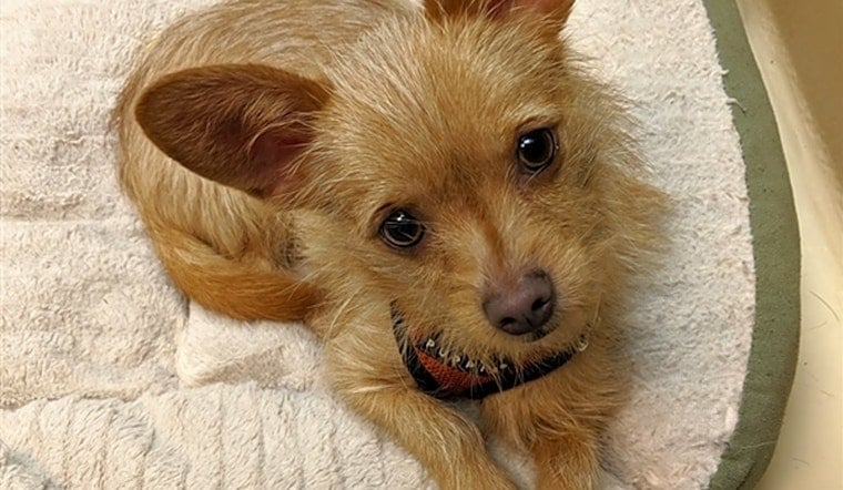 6 delightful doggies to adopt now in Portland