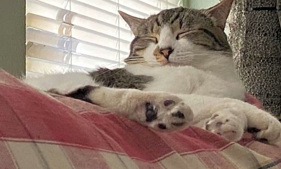 Looking to adopt a pet? Here are 7 lovable kitties to adopt now in Sacramento