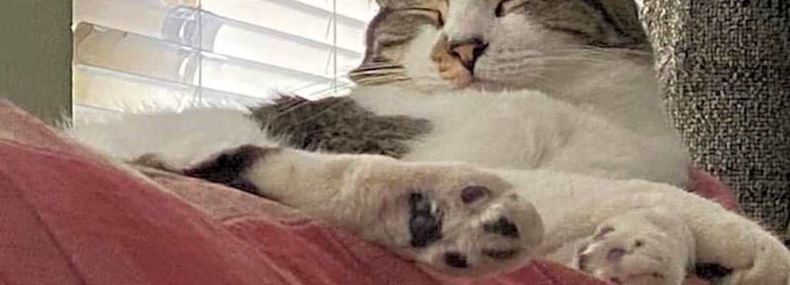 Looking to adopt a pet? Here are 7 lovable kitties to adopt now in Sacramento