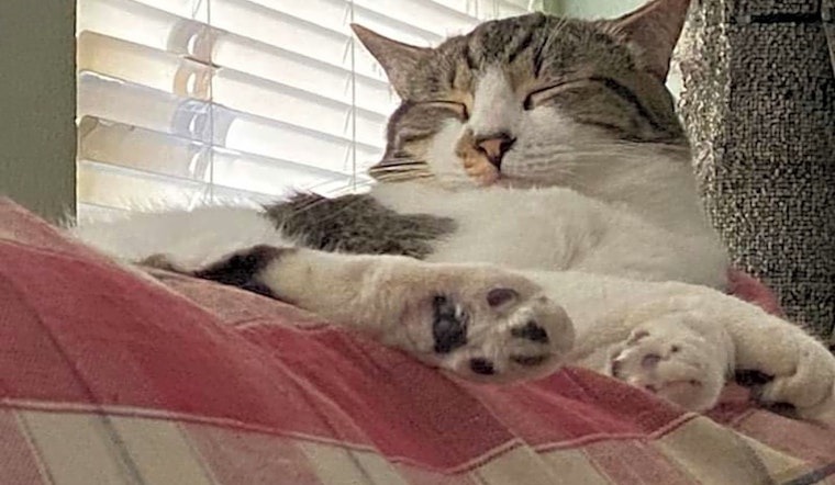 Looking to adopt a pet? Here are 7 lovable kitties to adopt now in Sacramento