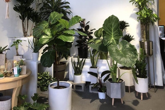 Koreatown gets a new plant nursery: NAMOO