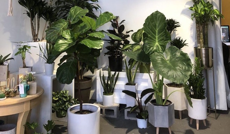 Koreatown gets a new plant nursery: NAMOO