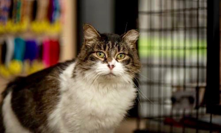 6 cool cats ready to adopt now in Dallas