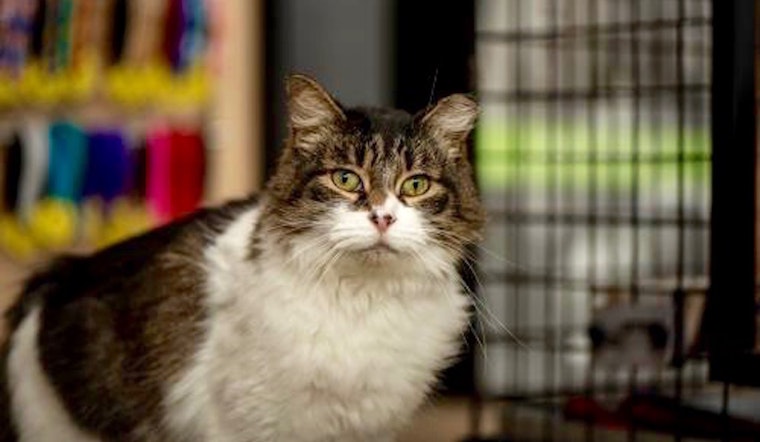 6 cool cats ready to adopt now in Dallas