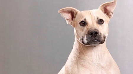 Always wanted a pet? Here are 6 lovable pups ready to adopt now in Plano