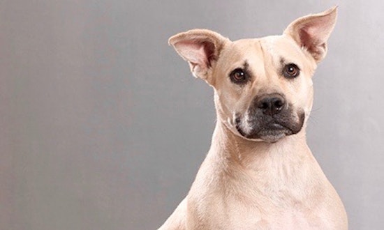 Always wanted a pet? Here are 6 lovable pups ready to adopt now in Plano