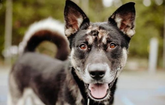 6 cuddly canines to adopt now in Seattle