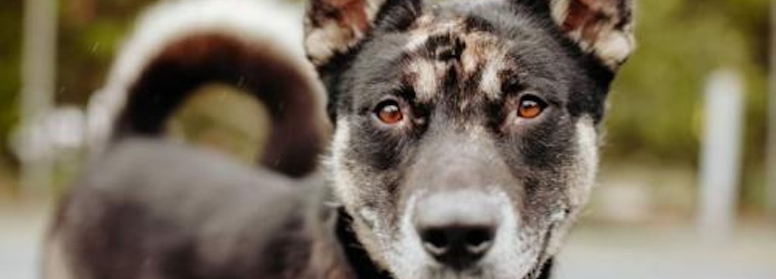 6 cuddly canines to adopt now in Seattle