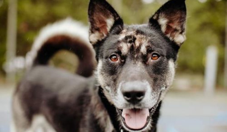 6 cuddly canines to adopt now in Seattle