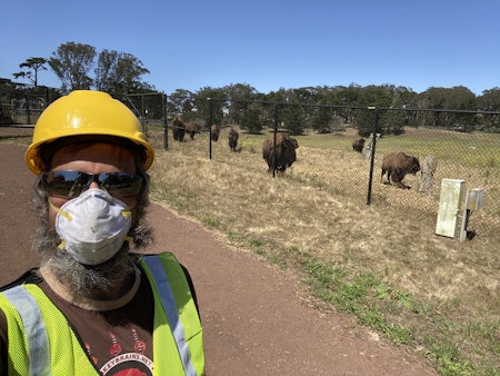 Herd mentality: Golden Gate Park bison get a new livestream