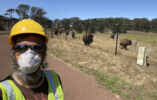 Herd mentality: Golden Gate Park bison get a new livestream