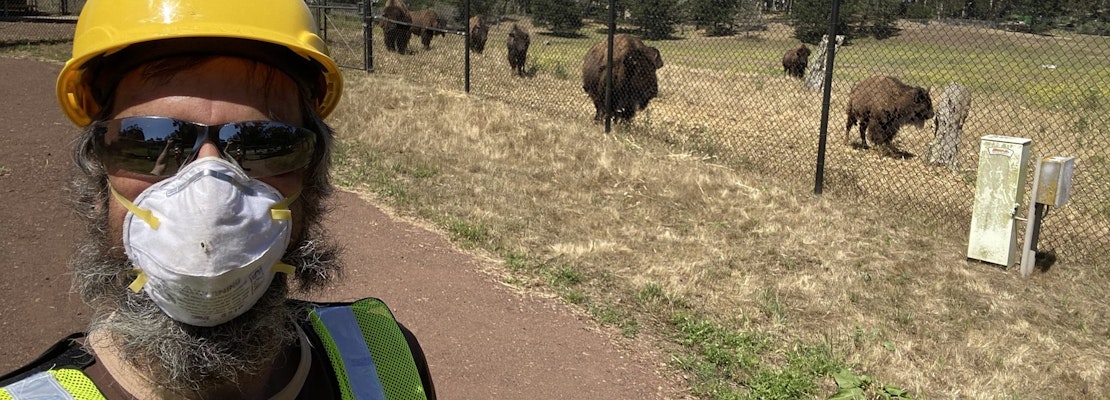 Herd mentality: Golden Gate Park bison get a new livestream