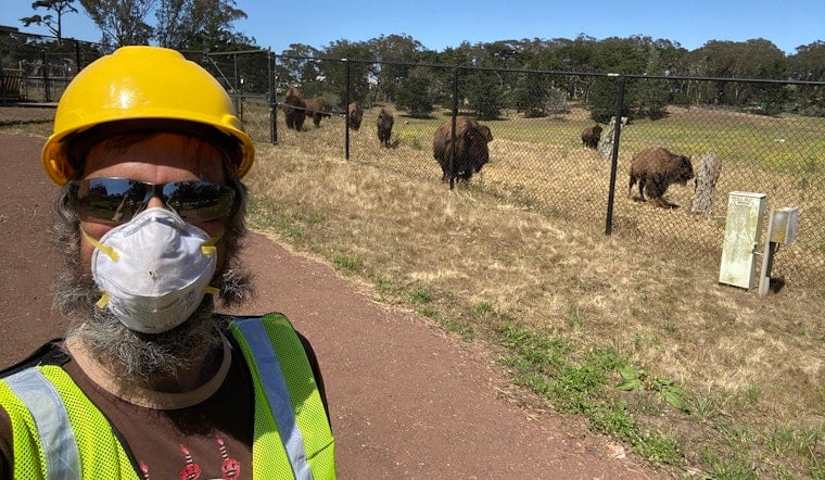 Herd mentality: Golden Gate Park bison get a new livestream