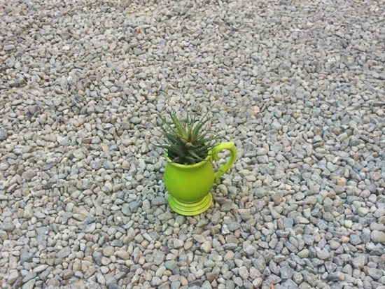 Today: 'Wet Your Plants' Party At MINE In Hayes Valley