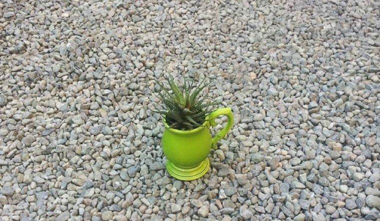 Today: 'Wet Your Plants' Party At MINE In Hayes Valley