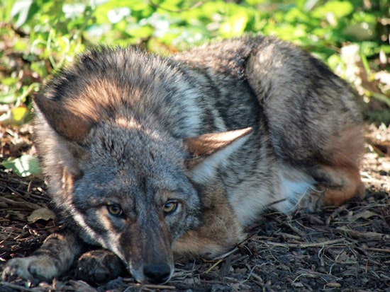 The Lone Coyote Of Telegraph Hill