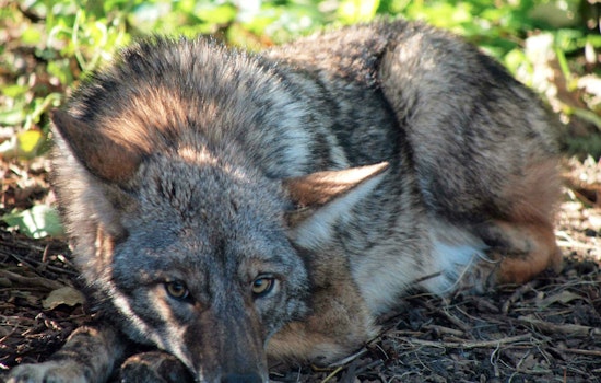 The Lone Coyote Of Telegraph Hill