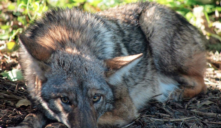 The Lone Coyote Of Telegraph Hill