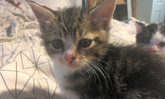 7 cute-as-can-be kittens to adopt now in Jersey City