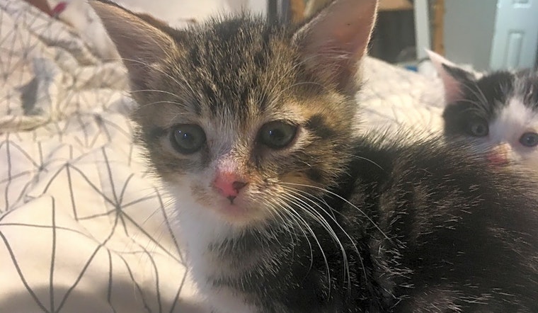 7 cute-as-can-be kittens to adopt now in Jersey City