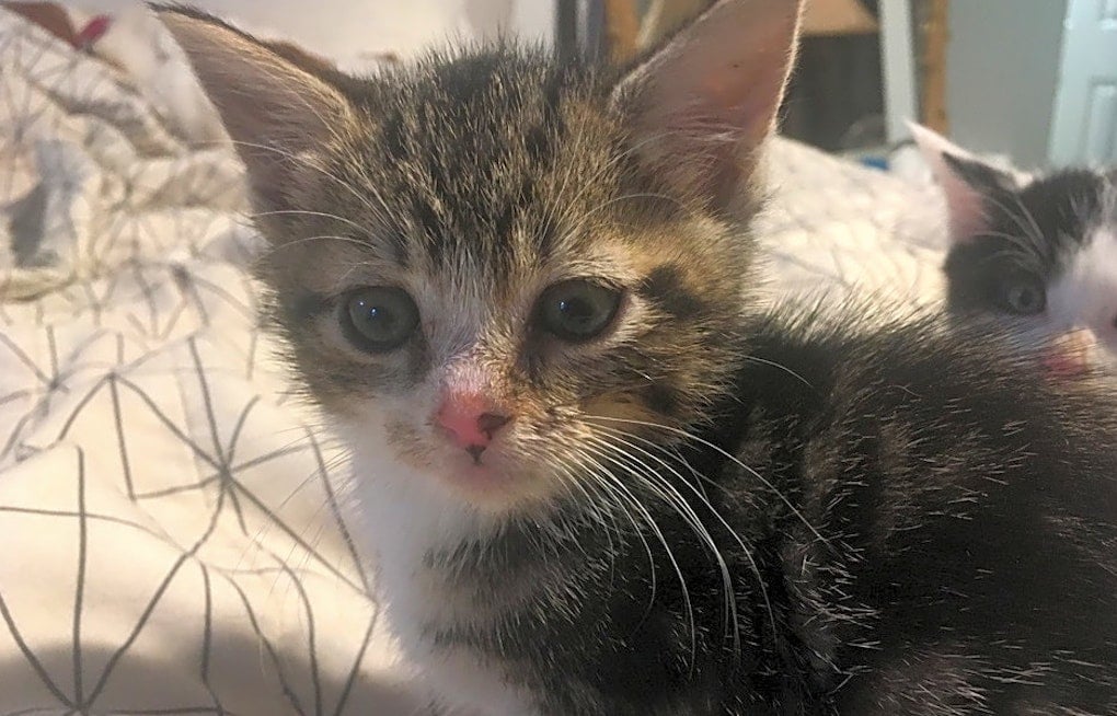 7 cute-as-can-be kittens to adopt now in Jersey City