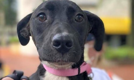 5 delightful doggies to adopt now in Washington