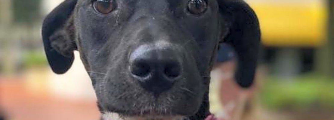 5 delightful doggies to adopt now in Washington