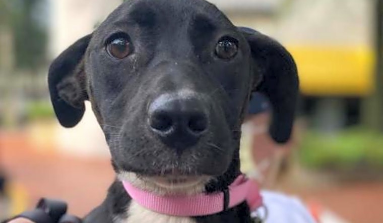 5 delightful doggies to adopt now in Washington