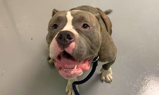 Looking to adopt a pet? Here are 4 lovable pups to adopt now in Philadelphia