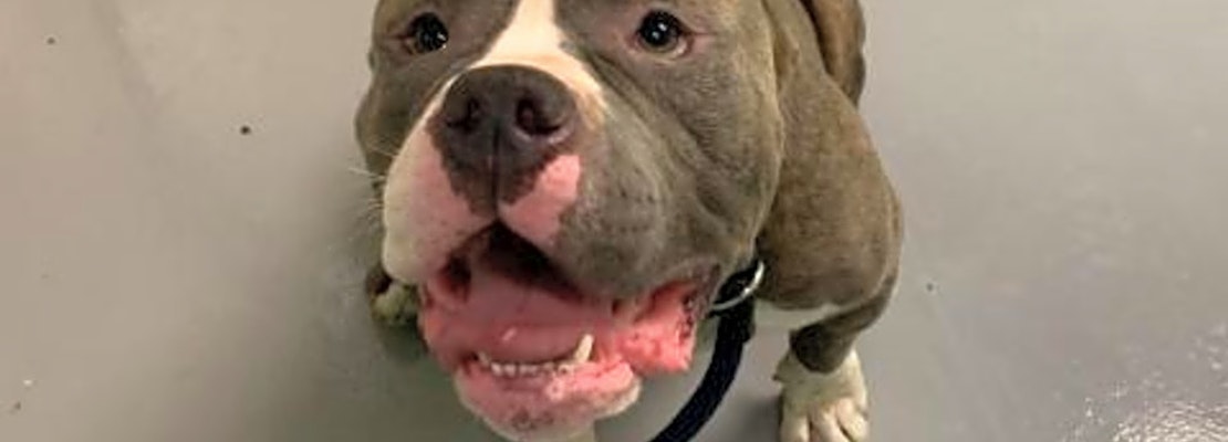 Looking to adopt a pet? Here are 4 lovable pups to adopt now in Philadelphia