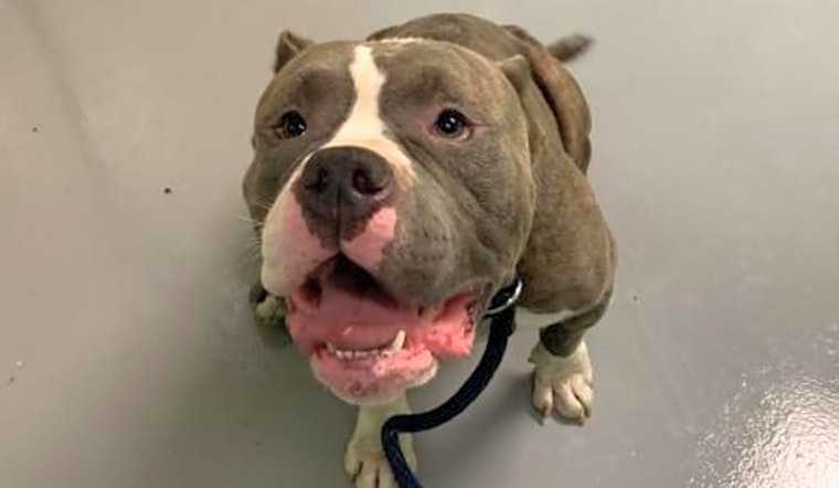 Looking to adopt a pet? Here are 4 lovable pups to adopt now in Philadelphia