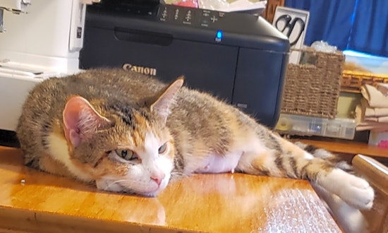 These Baltimore-based kitties are up for adoption and in need of a good home