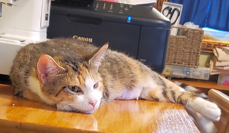 These Baltimore-based kitties are up for adoption and in need of a good home