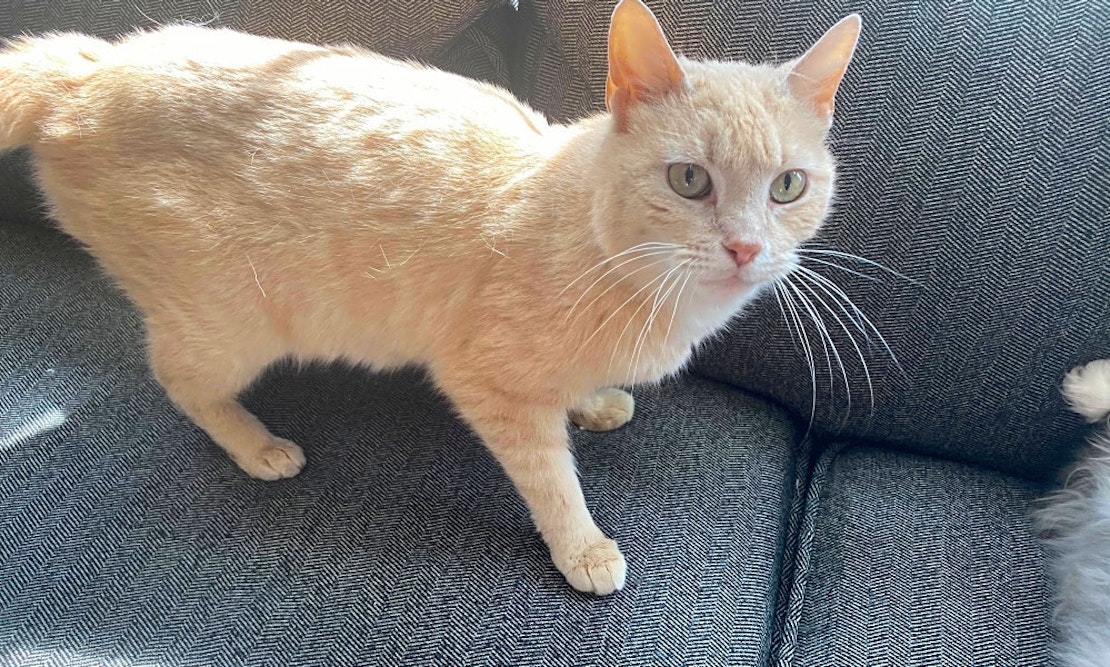 Want to adopt a pet? Here are 6 cool kitties to adopt now in Cleveland
