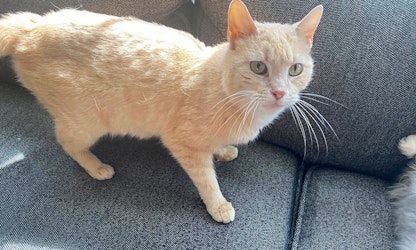 Want to adopt a pet? Here are 6 cool kitties to adopt now in Cleveland