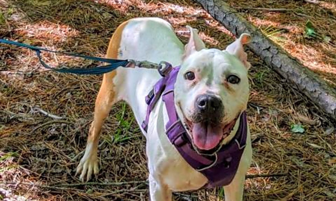 Want to adopt a pet? Here are 3 delightful doggies to adopt now in Raleigh