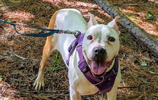 Want to adopt a pet? Here are 3 delightful doggies to adopt now in Raleigh