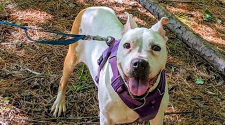 Want to adopt a pet? Here are 3 delightful doggies to adopt now in Raleigh