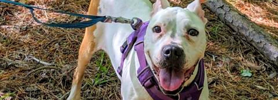 Want to adopt a pet? Here are 3 delightful doggies to adopt now in Raleigh