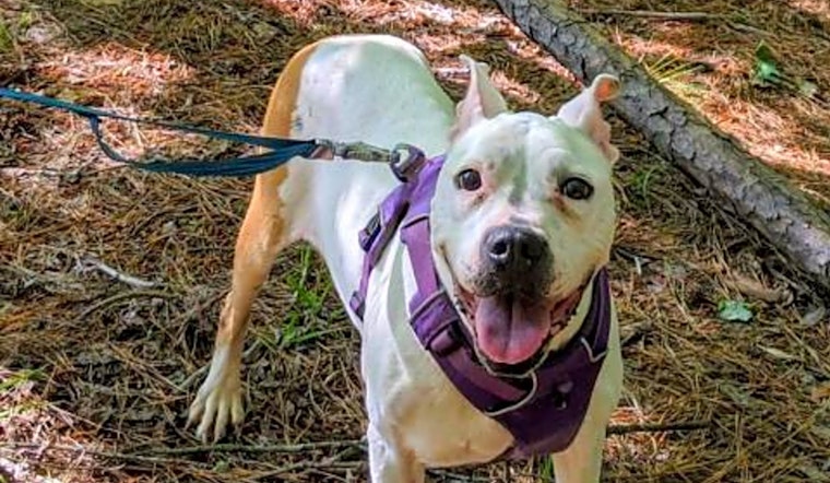 Want to adopt a pet? Here are 3 delightful doggies to adopt now in Raleigh