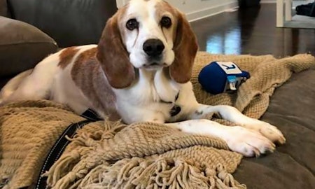 These Durham-based dogs are up for adoption and in need of a good home