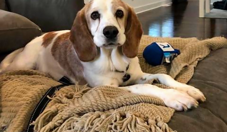 These Durham-based dogs are up for adoption and in need of a good home