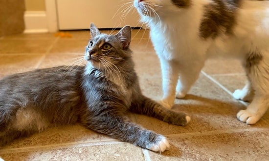 Looking to adopt a pet? Here are 7 lovable kitties to adopt now in Charlotte