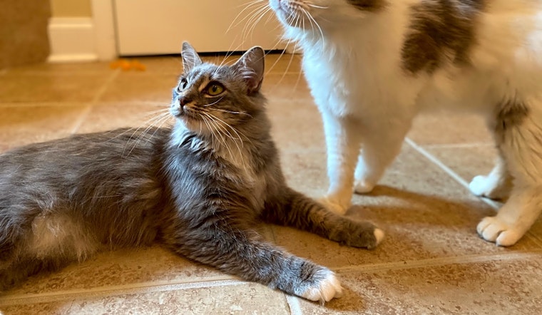 Looking to adopt a pet? Here are 7 lovable kitties to adopt now in Charlotte